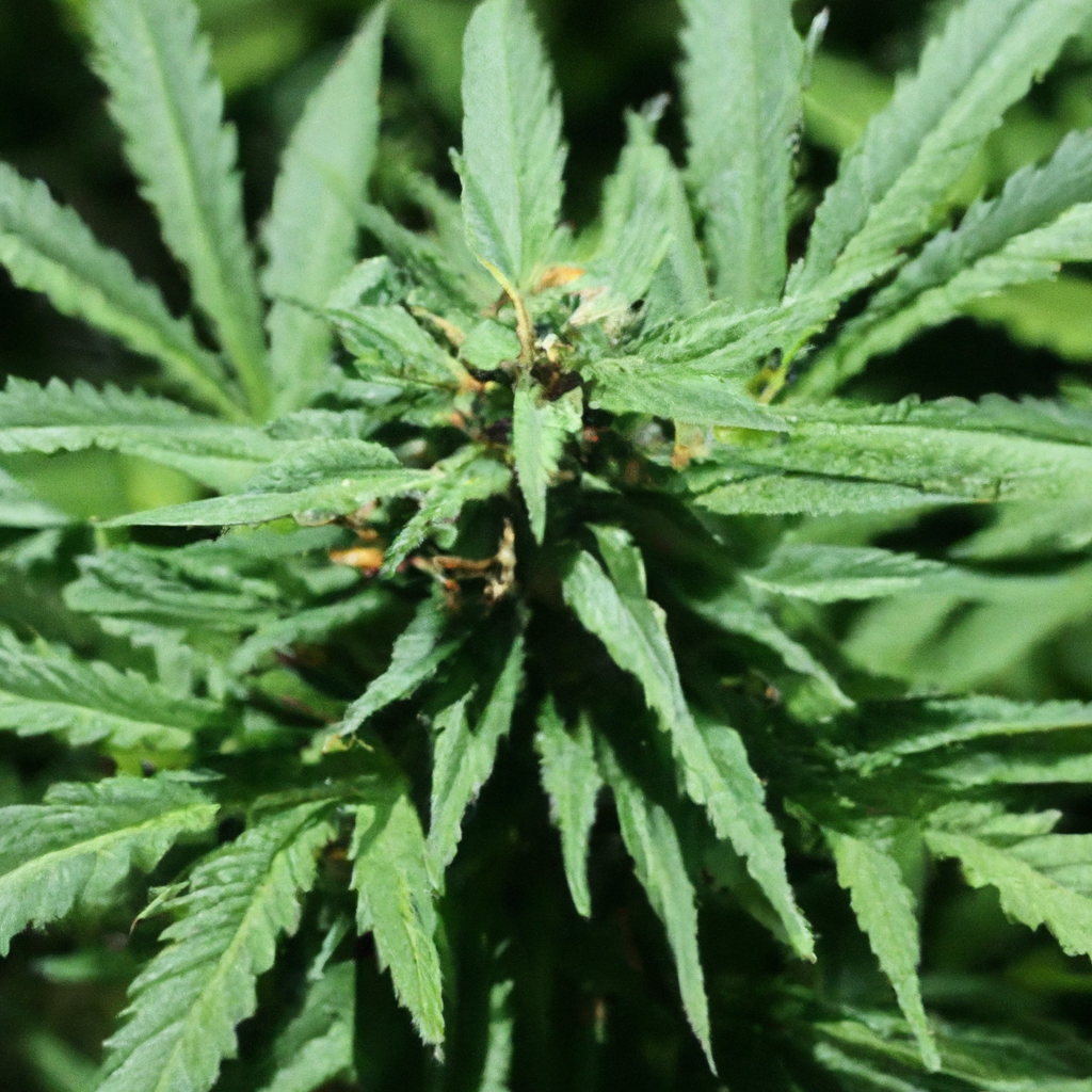 Master Sustainable Cannabis Growth Techniques