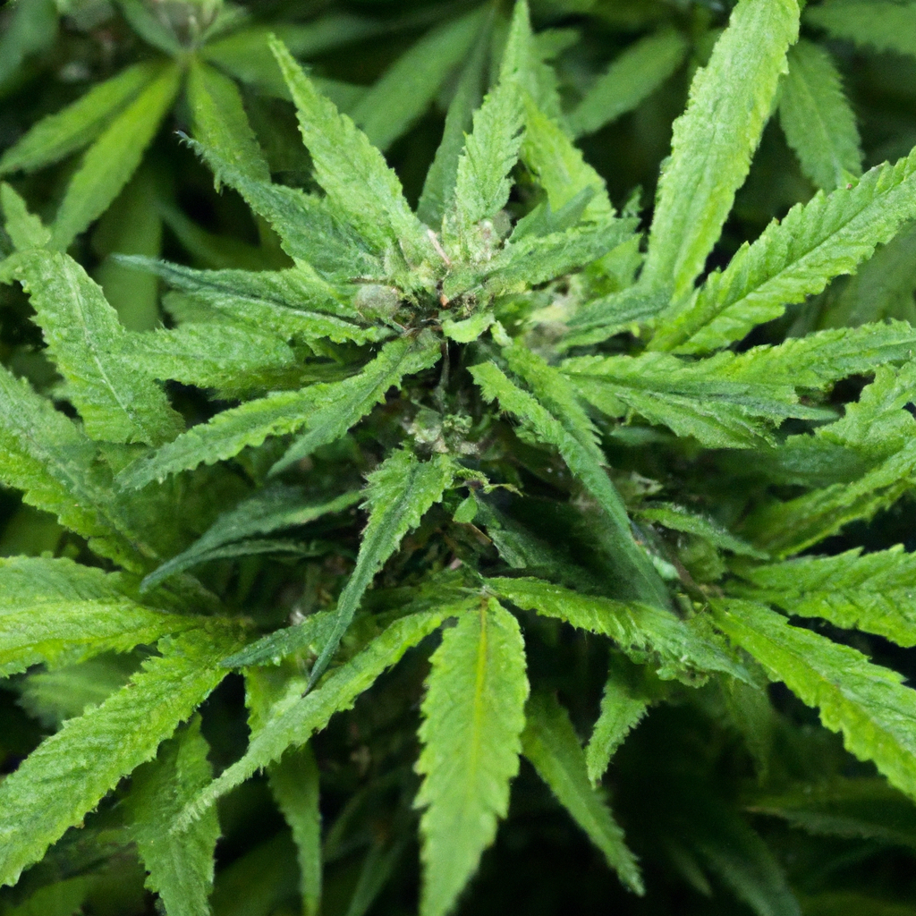 Unlock the Secrets of Humic Substances in Cannabis Cultivation