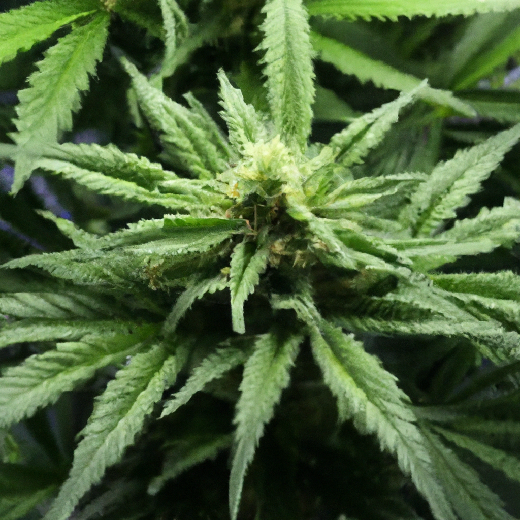 Enhancing Cannabis Yield: Key Growth Factors