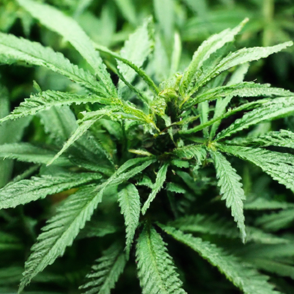 Organic Cannabis: Cultivating with Nature’s Gifts