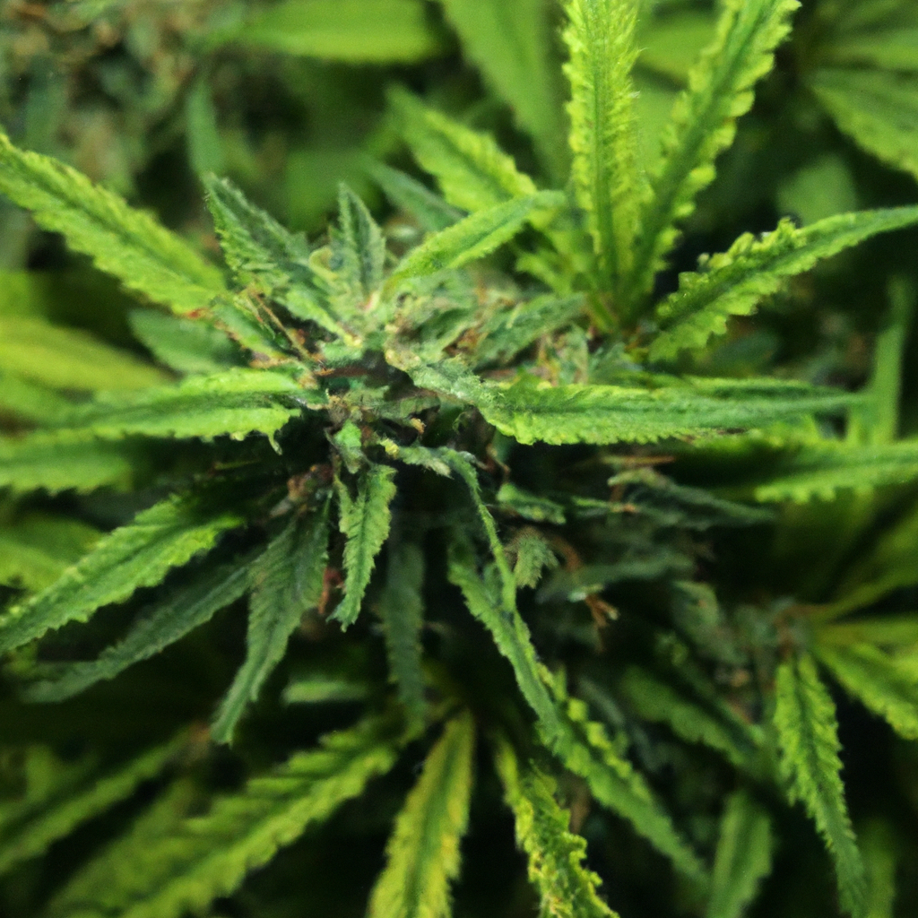 Mastering Organic Cannabis: Eco-Friendly Techniques