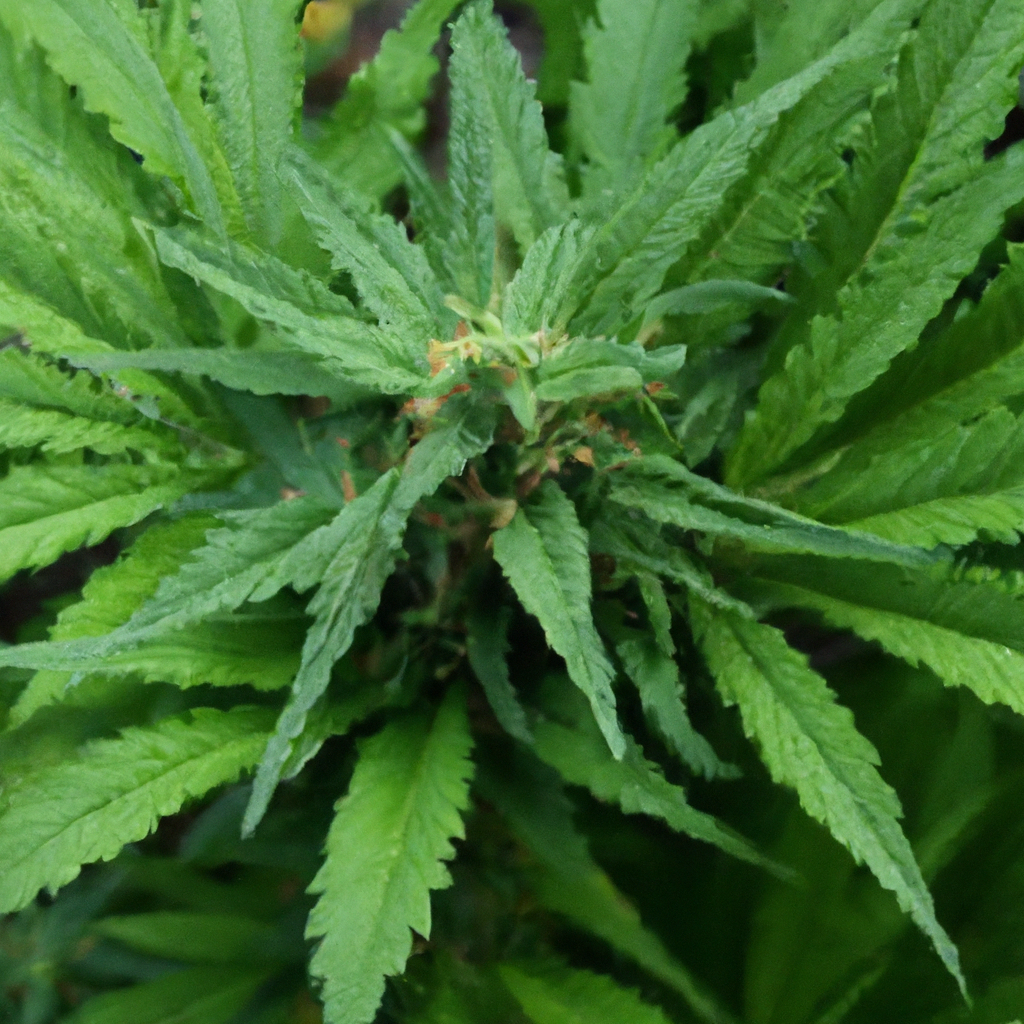 Crafting Organic Cannabis: A Sustainable Approach