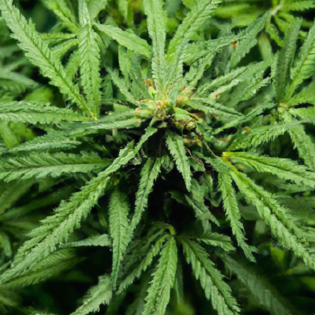 Sustainable Organic Cannabis Cultivation: Natural Techniques
