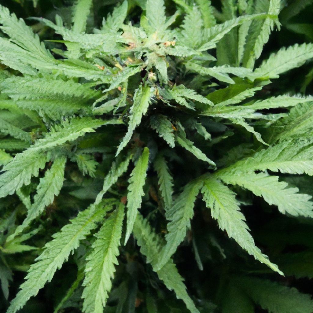 Maximizing Organic Cannabis Growth: Natural Principles