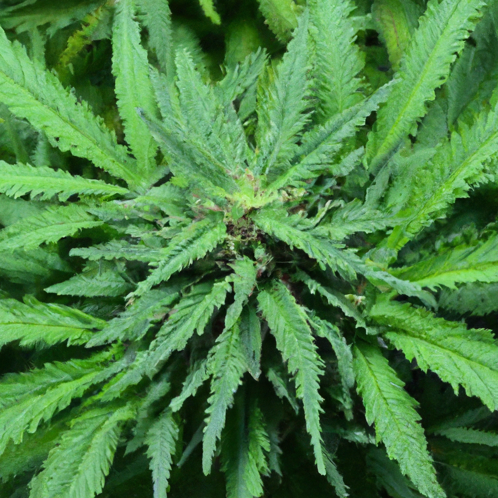 Guide to Organic Cannabis Cultivation: Embracing Nature’s Bounty