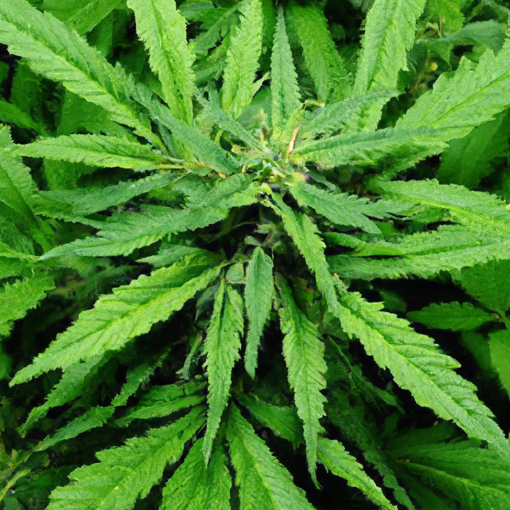 Unveiling Cannabis and Terrain Interactions