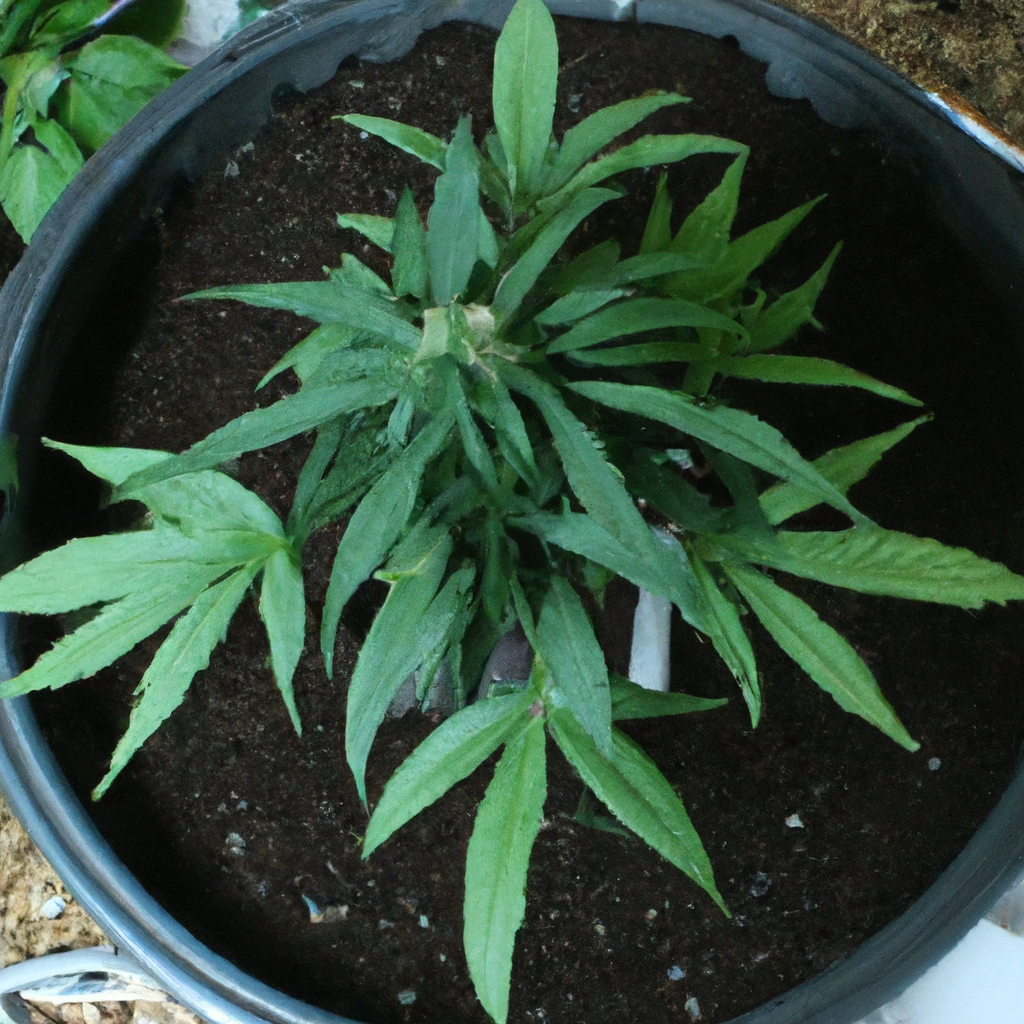 Maximizing Cannabis Growth: Essential Root Care