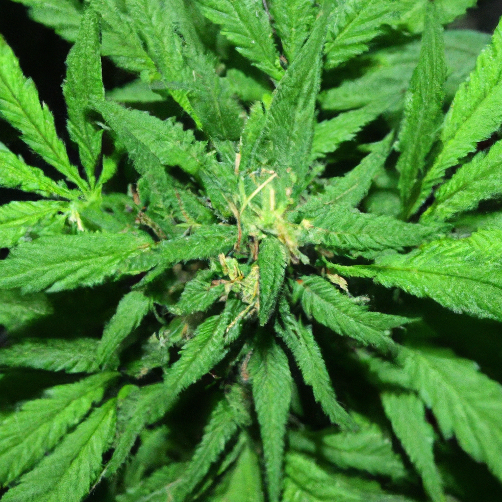 Organic Cannabis Cultivation: Harnessing Nature’s Resources