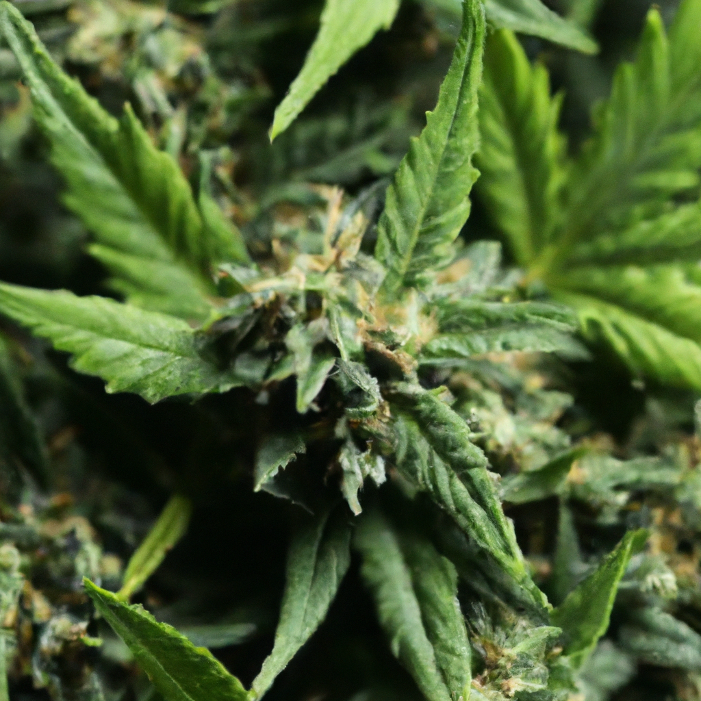 Mastering Organic Cannabis: Eco-Friendly Cultivation Tips