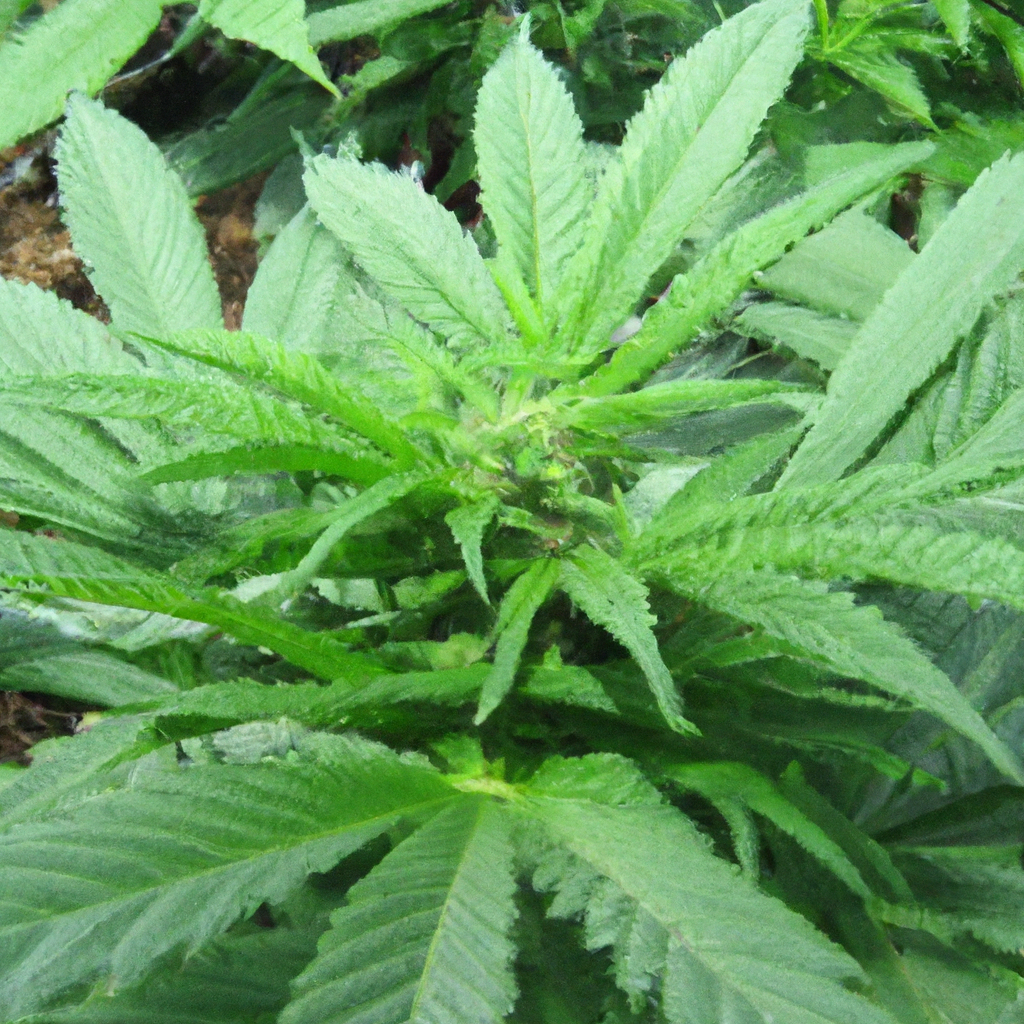 The Essentials of Organic Cannabis Cultivation
