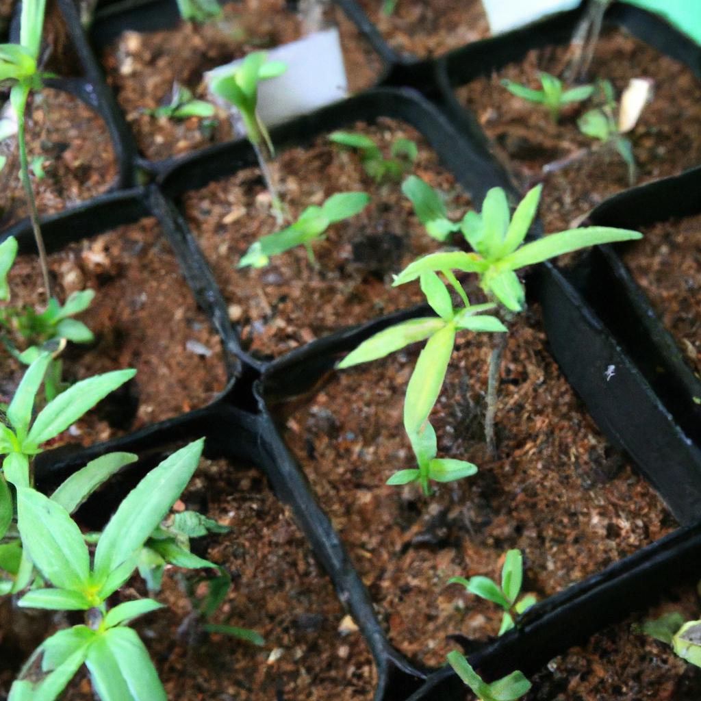 Essential Tips for Thriving Cannabis Seedlings