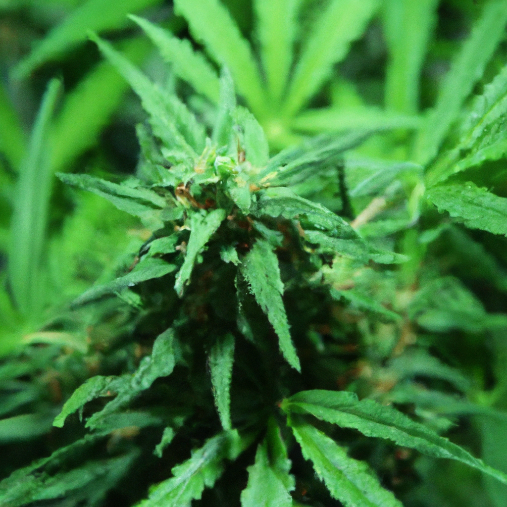 Harnessing Natural Resilience in Cannabis Cultivation
