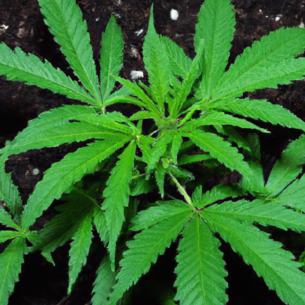 Unlocking Cannabis Growth: Effective Soil Health Practices