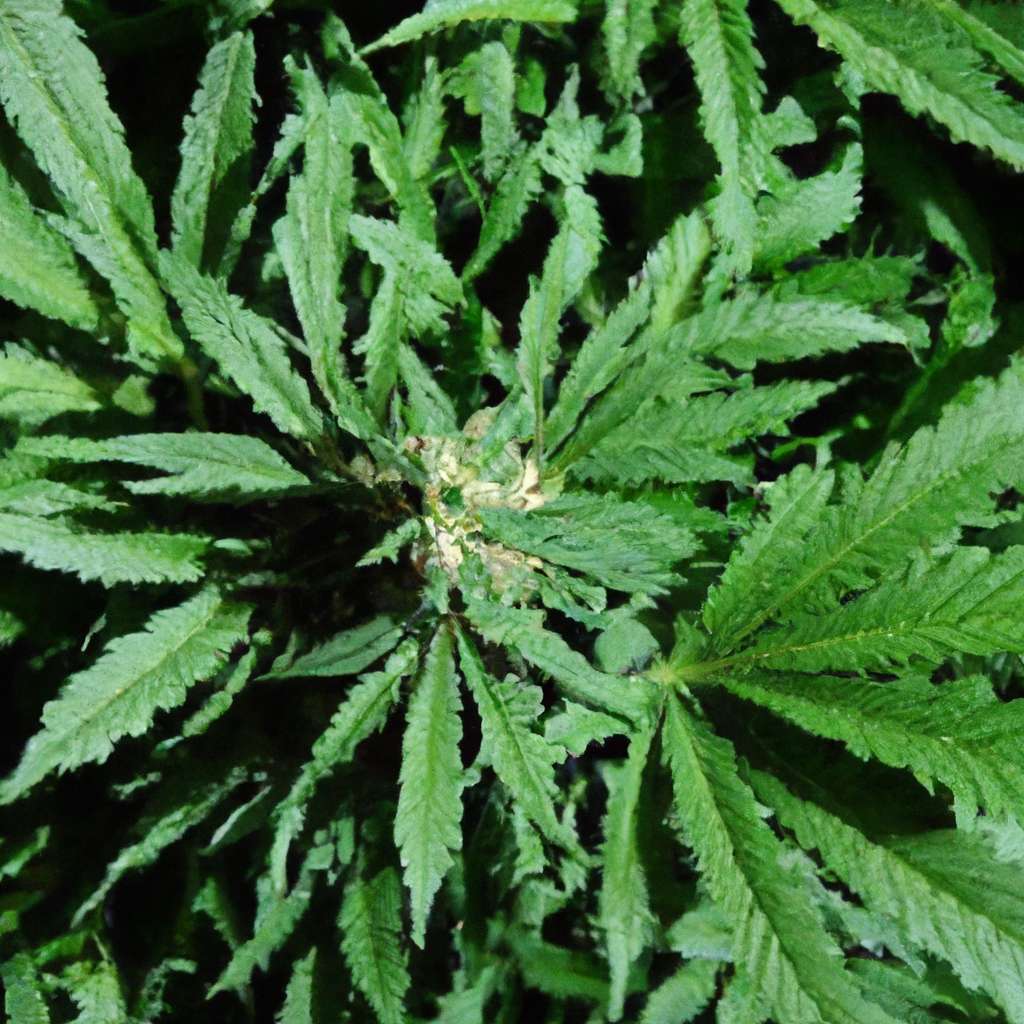 Secrets of Organic Cannabis Growth