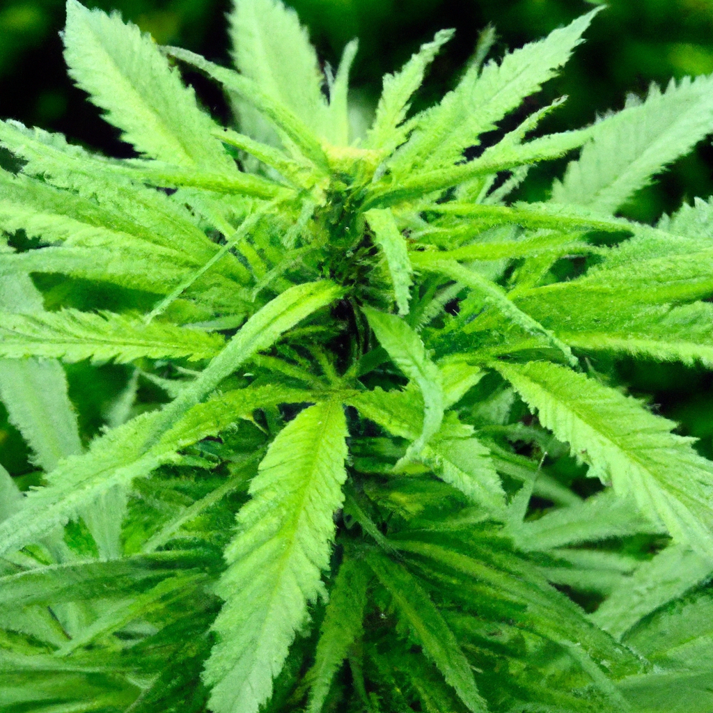 Organic Cannabis Cultivation: Nature’s Best Methods