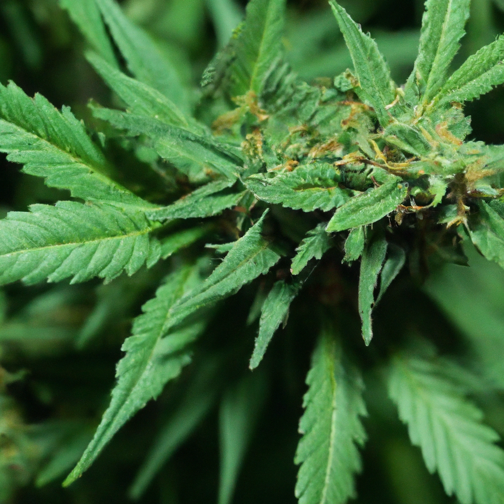 Unlocking the Power of Cannabis Flavonoids