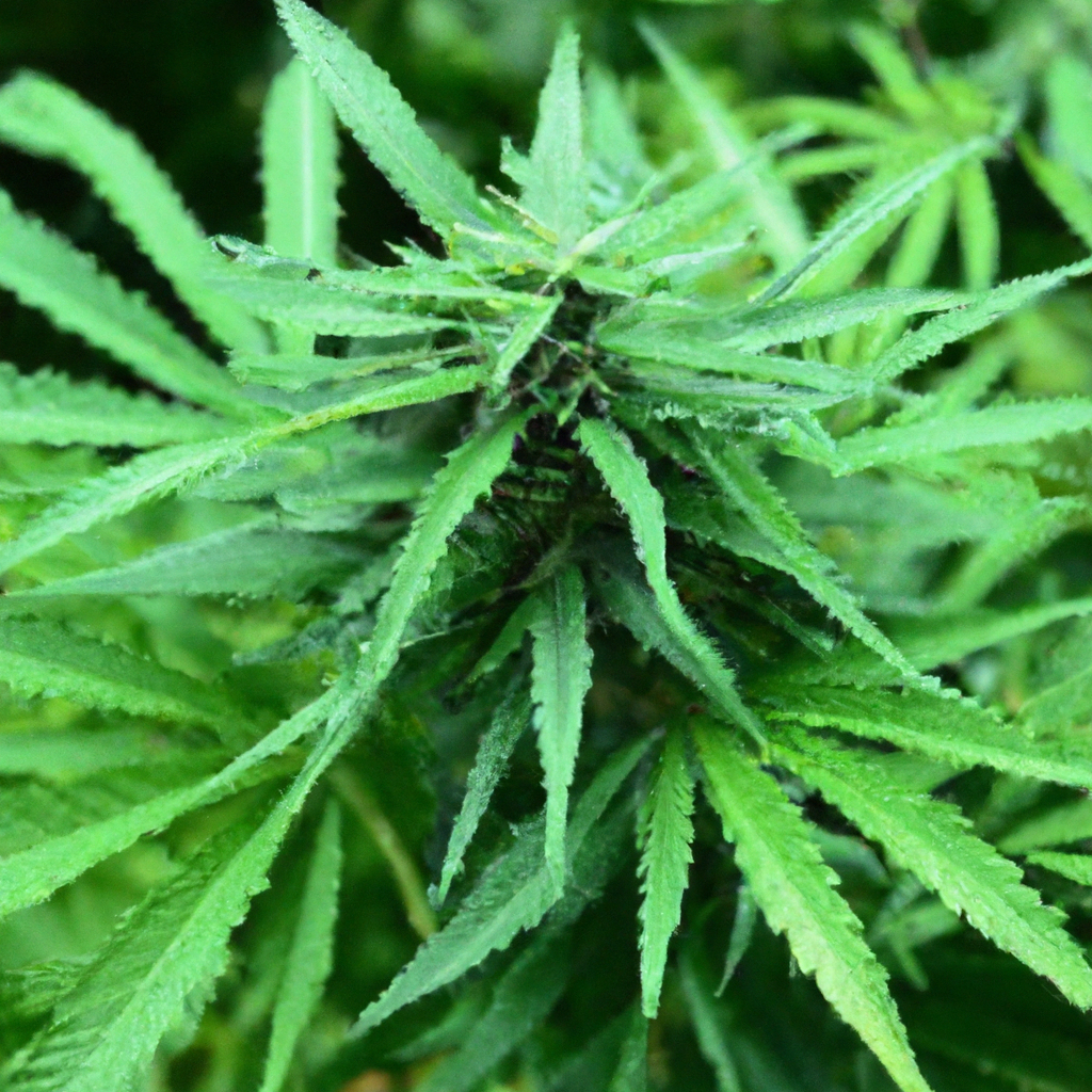 Mastering Organic Cannabis Cultivation: Natural Ecosystems and Sustainability
