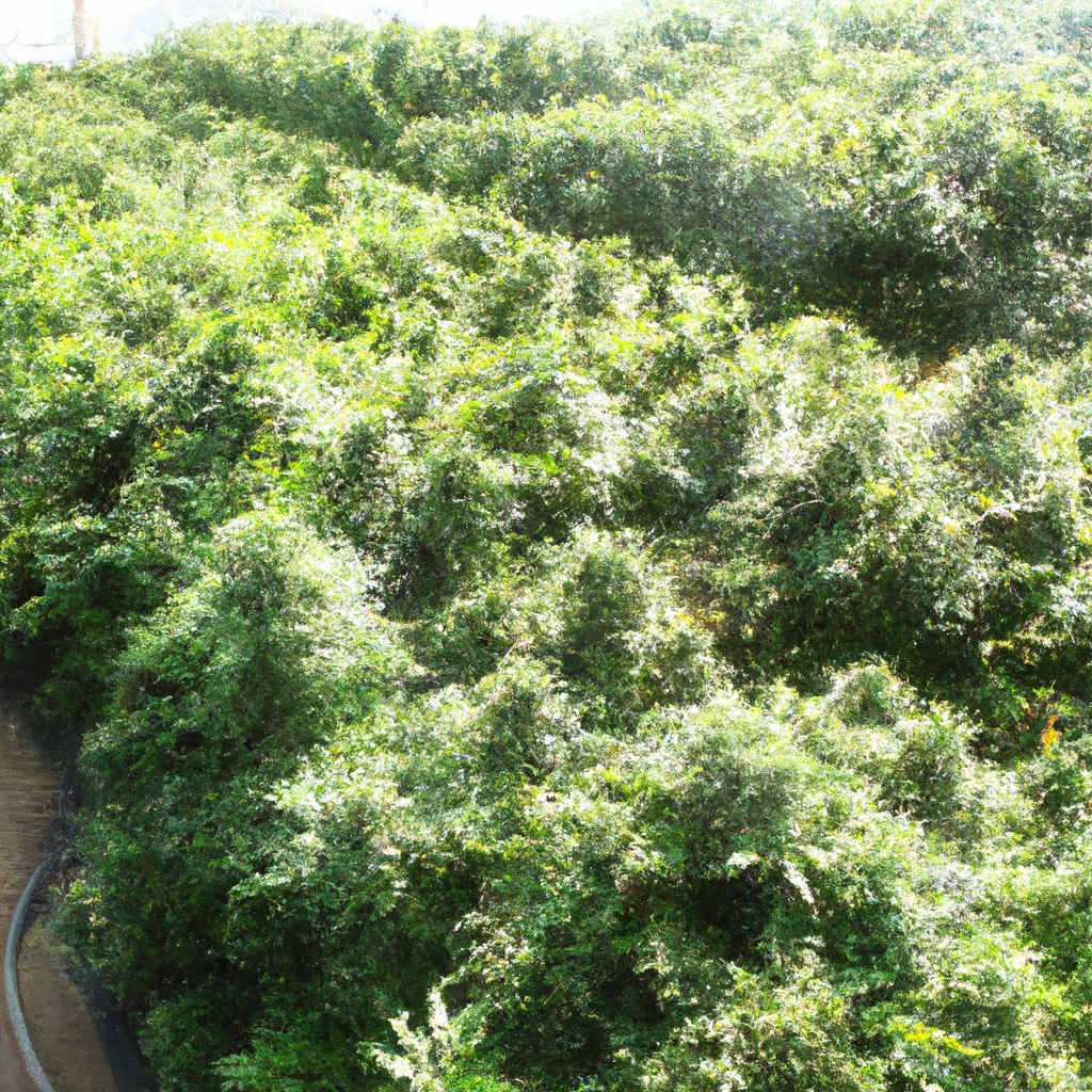 Secrets to Successful Cannabis Cultivation: Effective Mulching Techniques