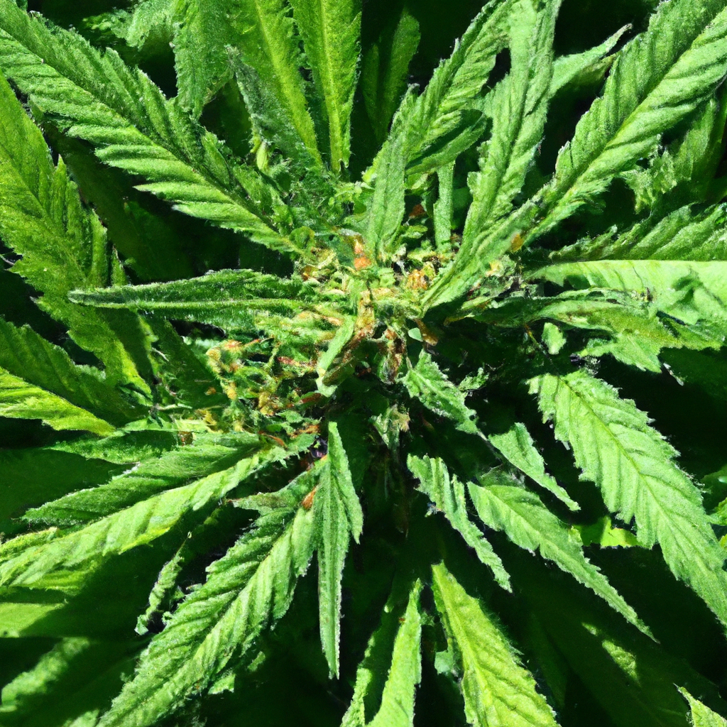 Organic Cannabis Cultivation: Building Eco-Friendly Practices