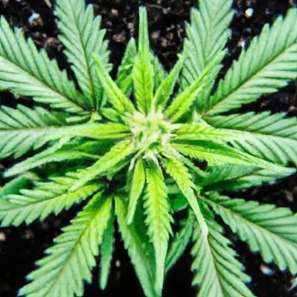 Optimizing Cannabis Growth through Effective Plant Scheduling