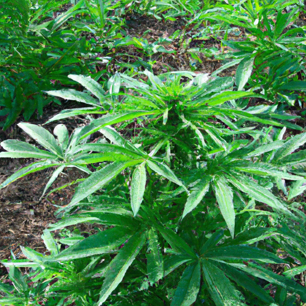 Unlocking Sustainable Cannabis with Cover Crops