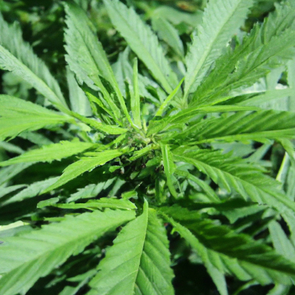 Mastering Organic Cannabis: Building Sustainable Soil Health