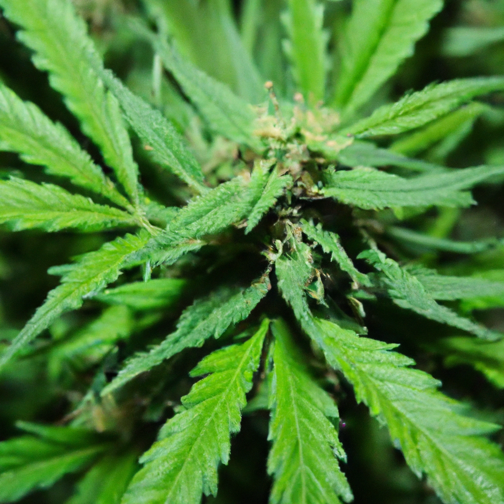 The Role of Cannabis in Eco-Friendly Cultivation