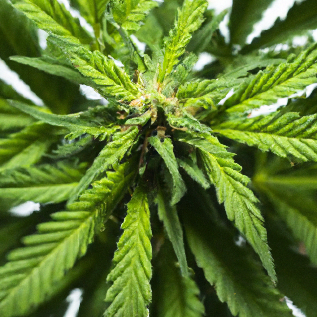 The Art of Cannabis Crop Scouting