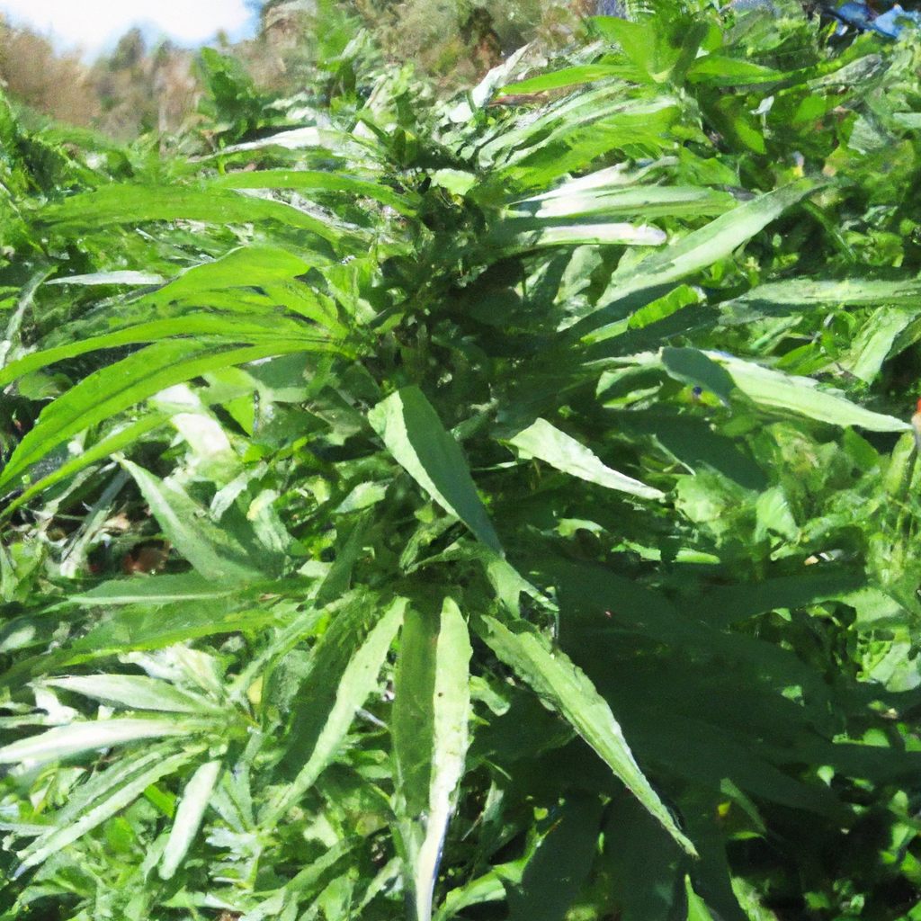 Crafting Green Gold: Organic Cannabis Cultivation Best Practices