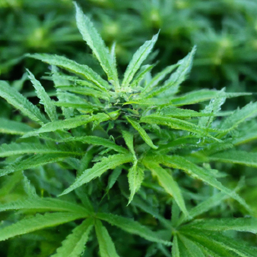 Crafting Organic Cannabis: Building Sustainable Gardens
