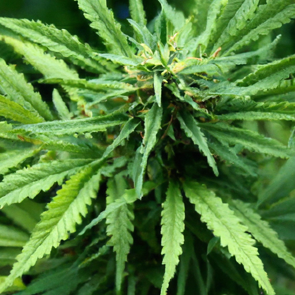 The Rise of Organic Cannabis: A Comprehensive Guide