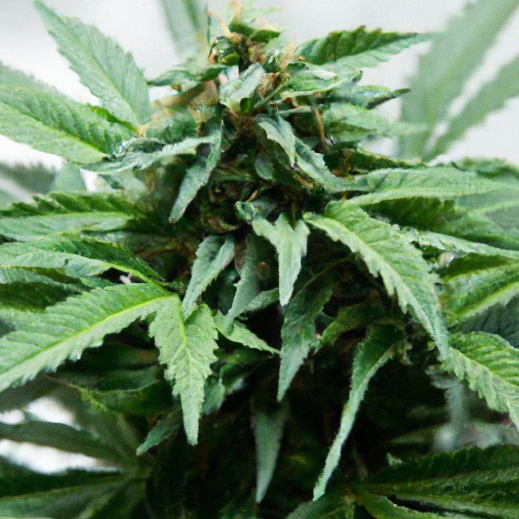 Maximizing Indoor Cannabis Growth: Essential Tips