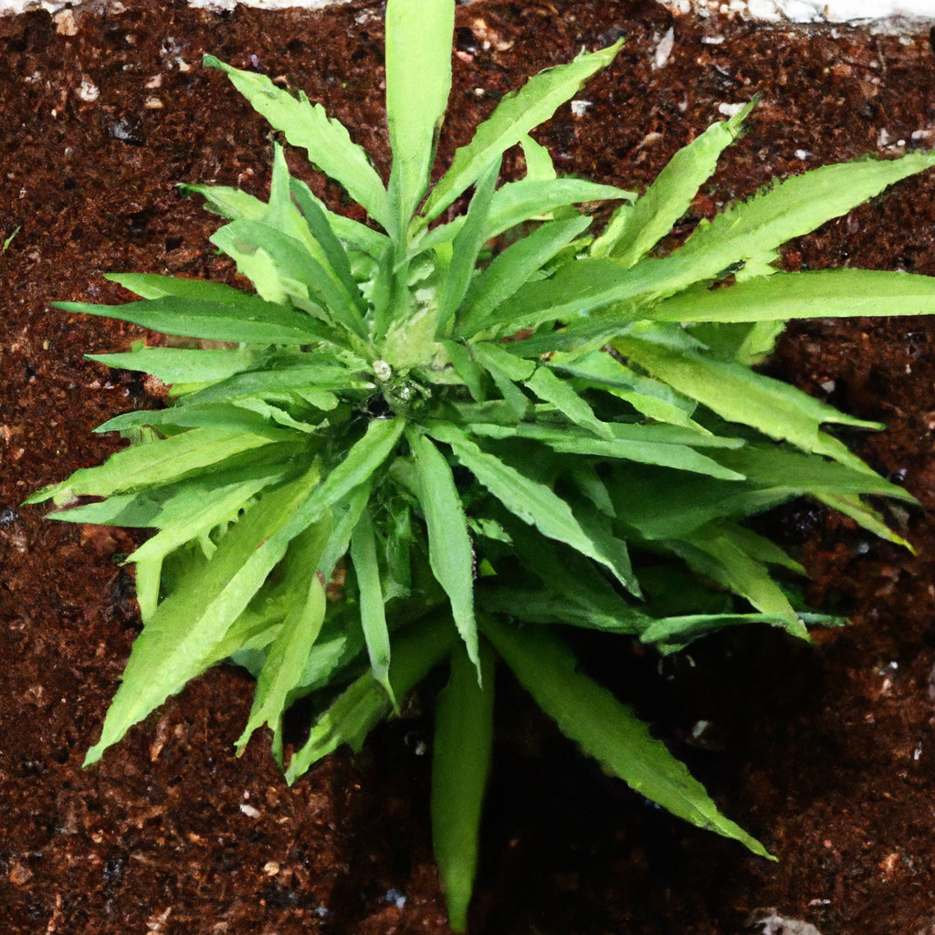 Cultivating Organic Cannabis: Embrace Nature for Success