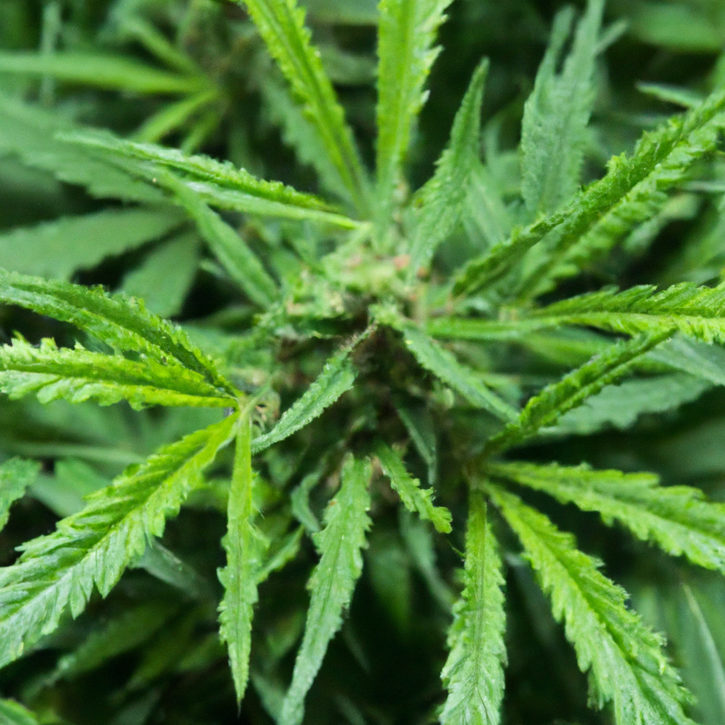 Unlocking Cannabis Growth: Cultivation Tips & Tricks