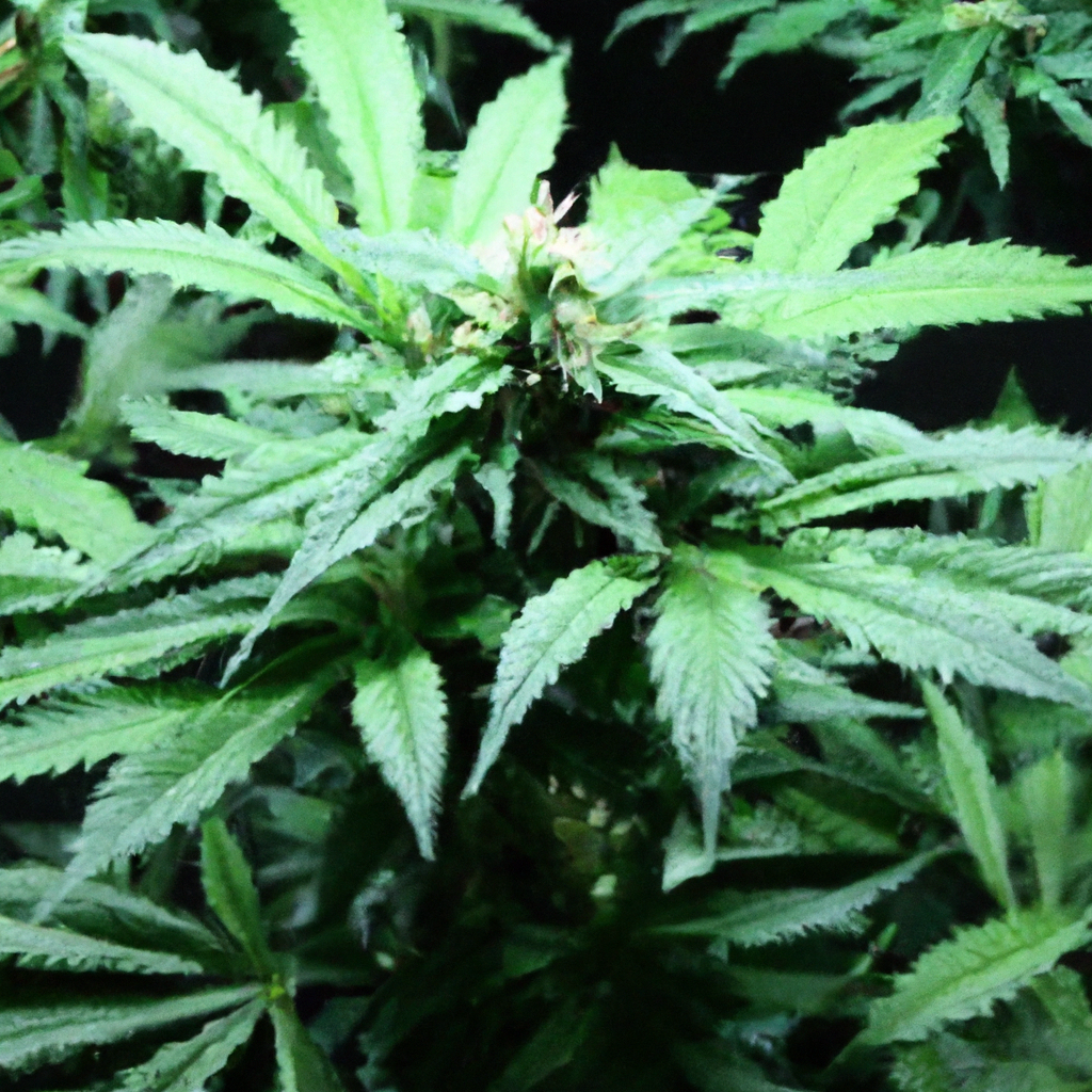 Unlocking Cannabis Cultivation: Innovations and Techniques