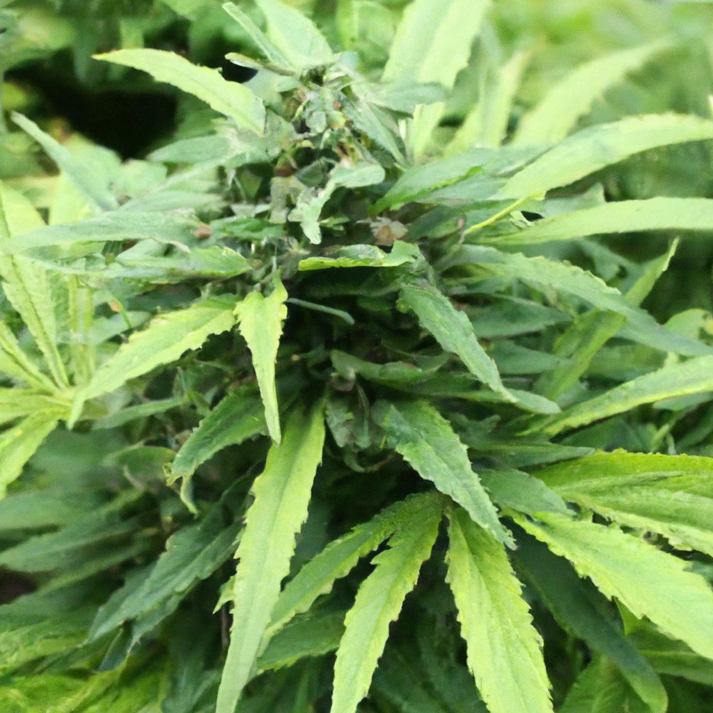 Creating a Sustainable Ecosystem for Organic Cannabis Cultivation