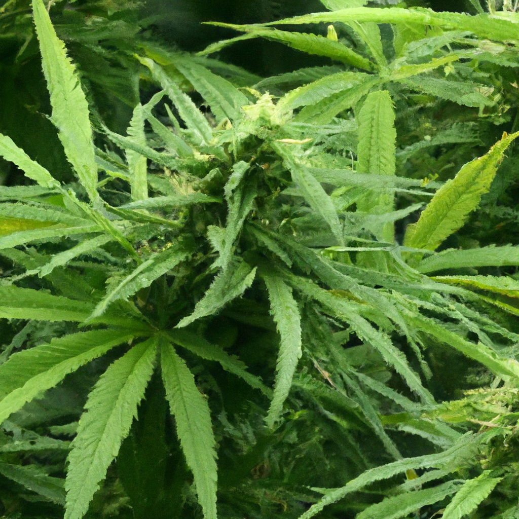 Smart Pest Control Techniques for Cannabis