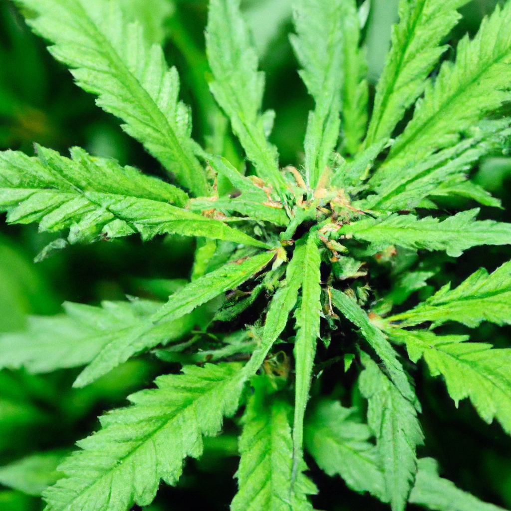 Effective Cannabis Growth: Leveraging Natural Fertilizers