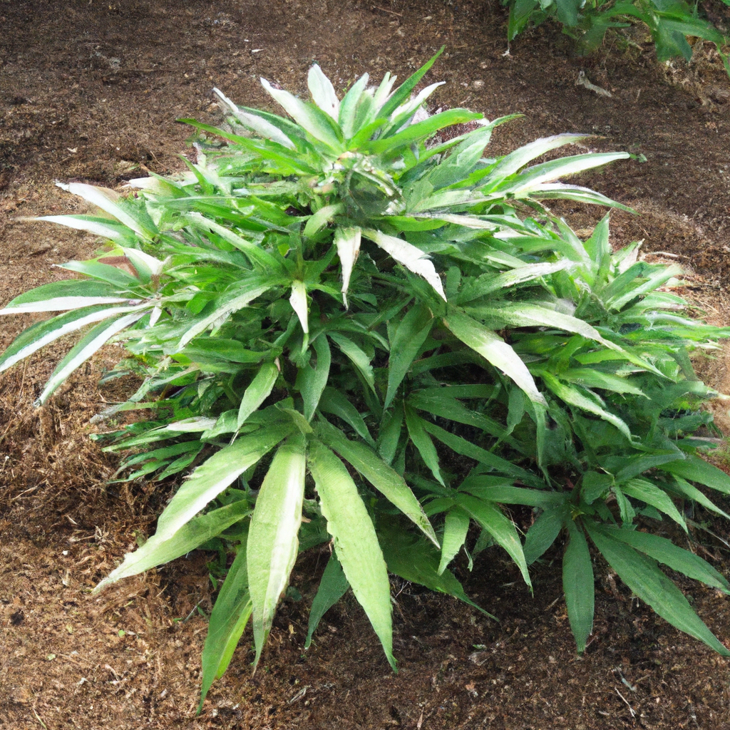 Organic Cannabis Cultivation: Building Soil Health Naturally