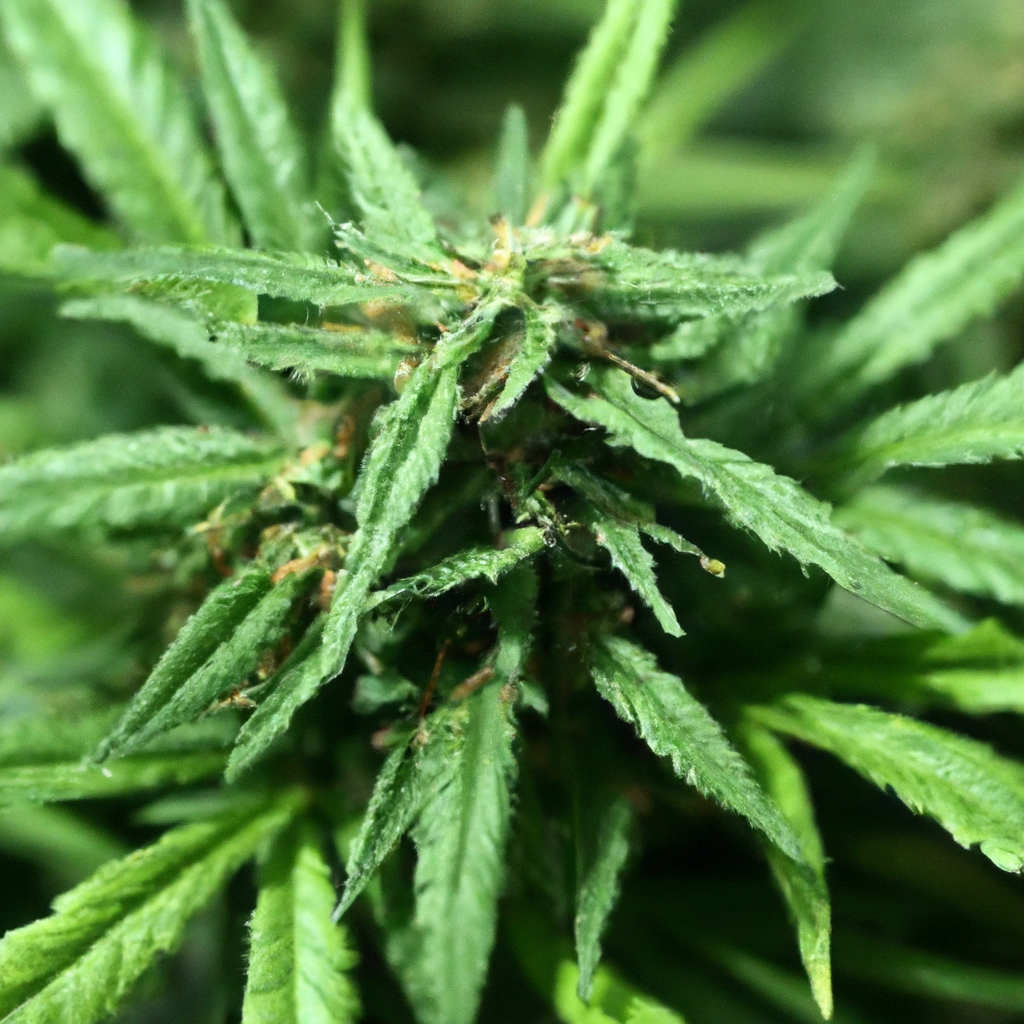 Organic Cannabis: Tips for Eco-Friendly Growth