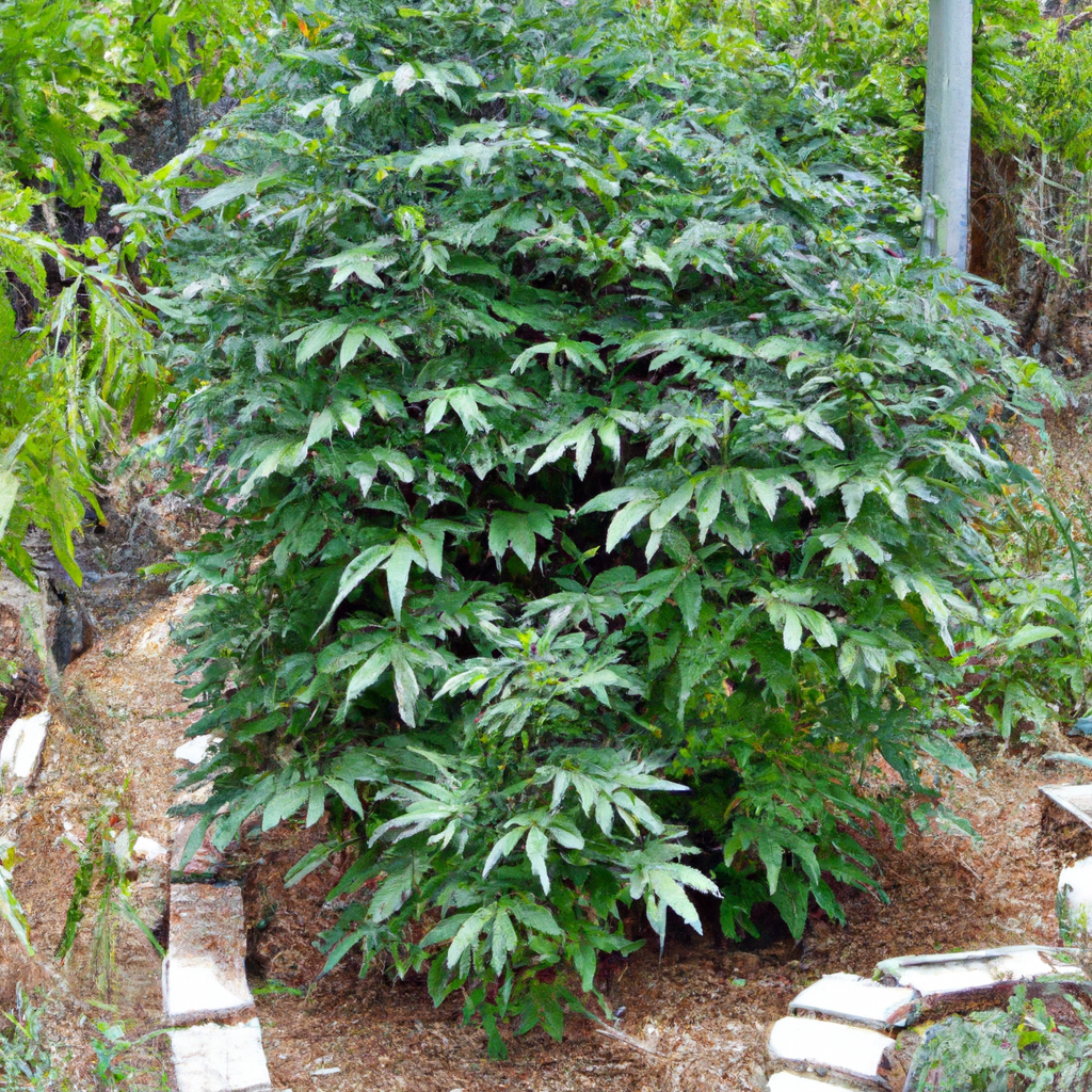 Mastering Cannabis Cultivation: Unveiling the Art of Guerrilla Growing