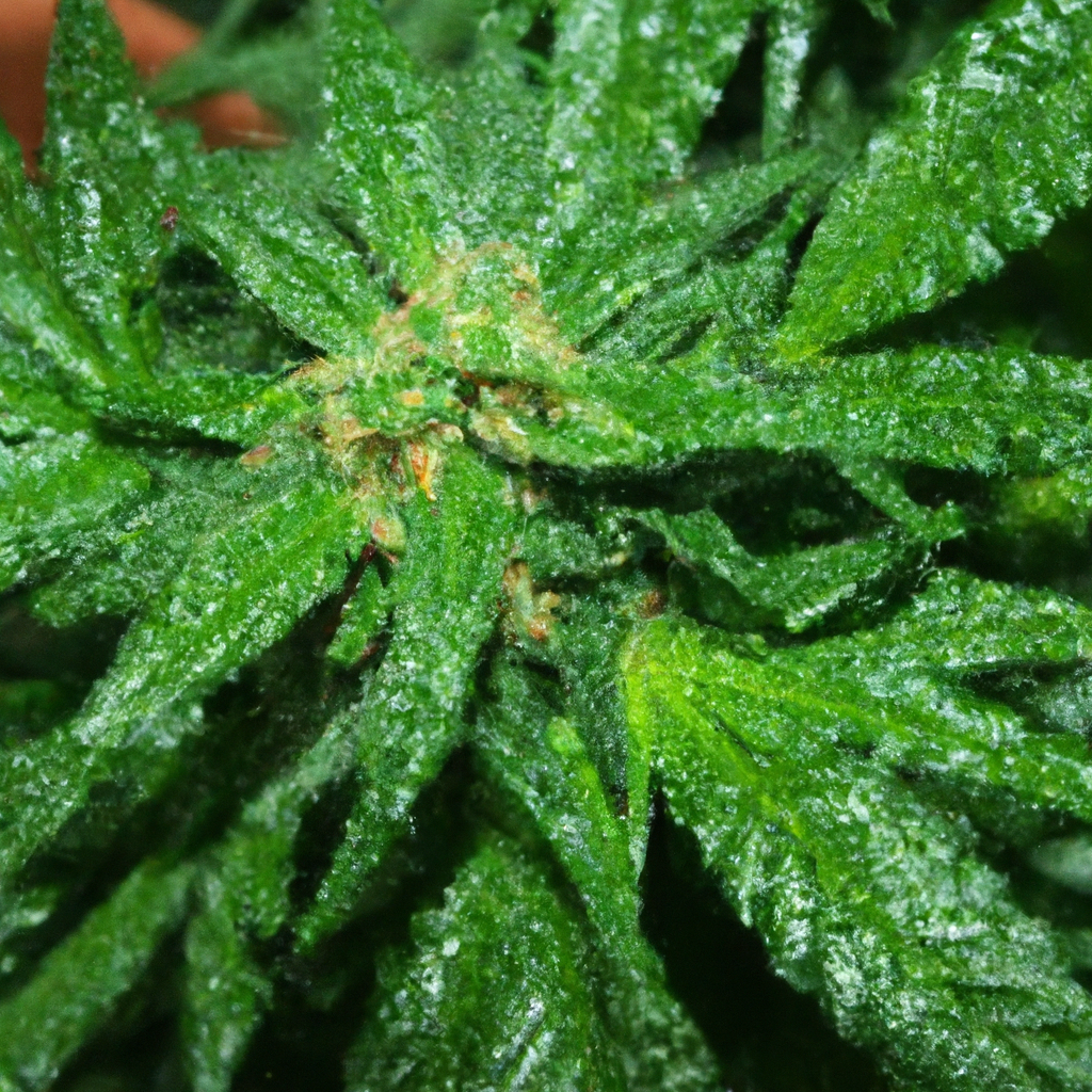 Maximizing Cannabis Yield with Proper Watering Techniques