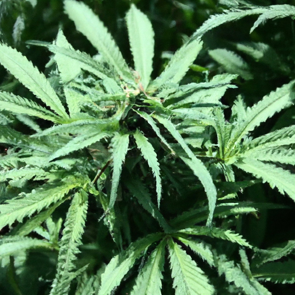Organic Cannabis Cultivation: Harnessing Nature’s Best