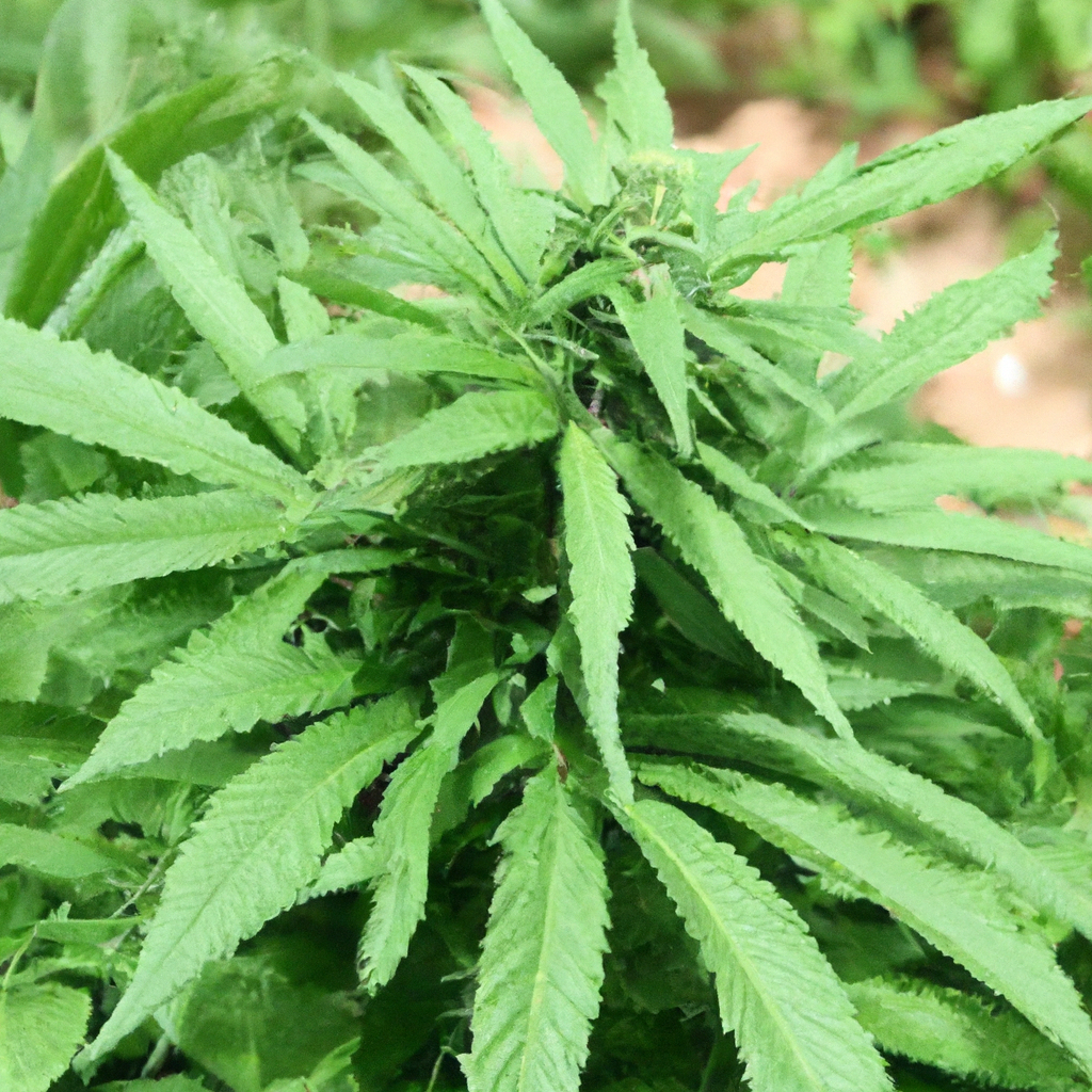 Organic Cannabis: Nurturing Natural Growth