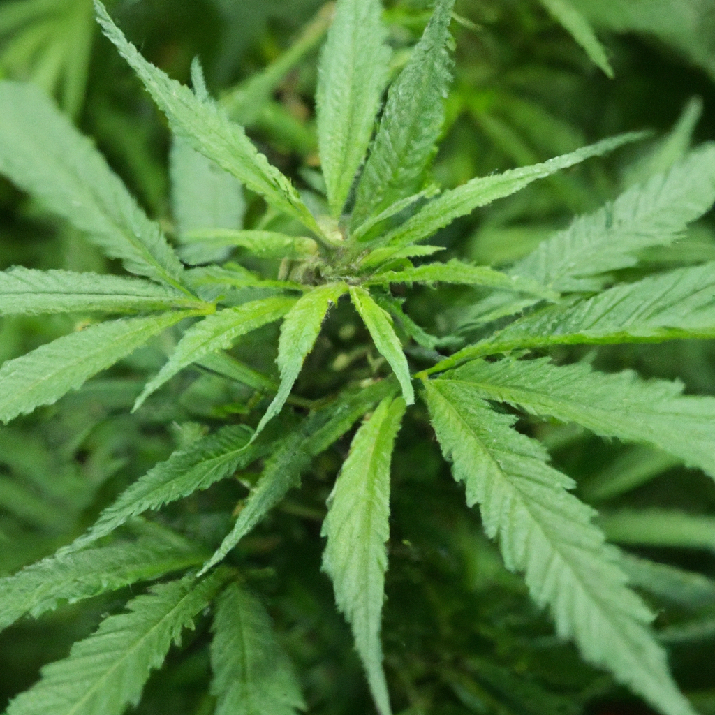 The Journey of Integrating Cannabis in Eco-Friendly Practices