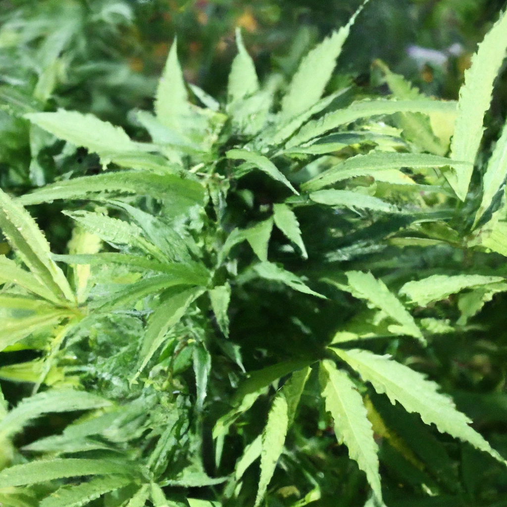 How to Cultivate Organic Cannabis Naturally