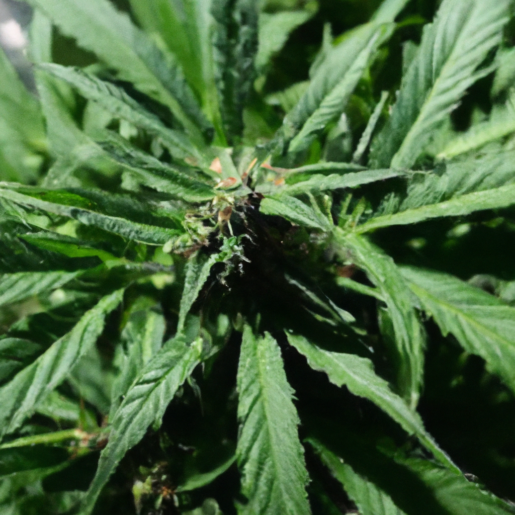 Natural Fertilizers and Pest Control in Organic Cannabis