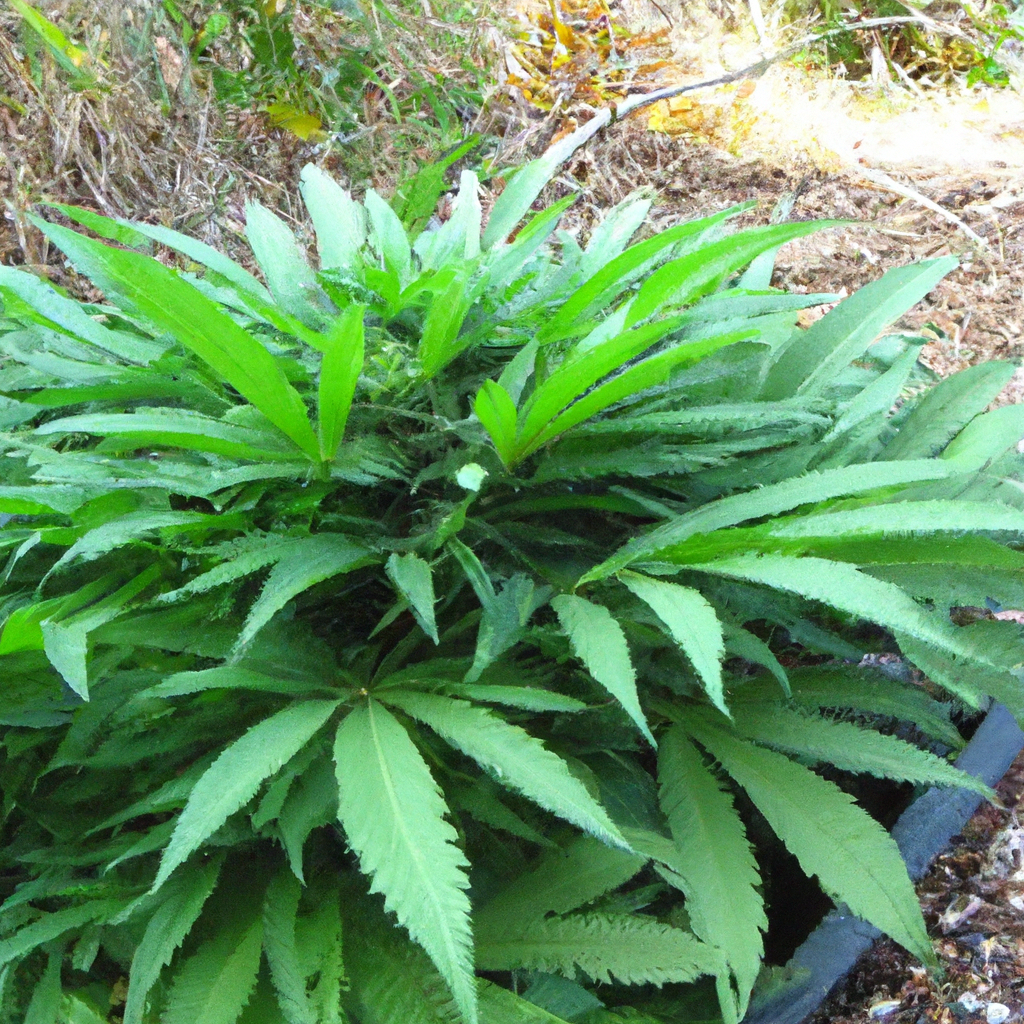 Organic Cannabis: Cultivating with Natural Precision