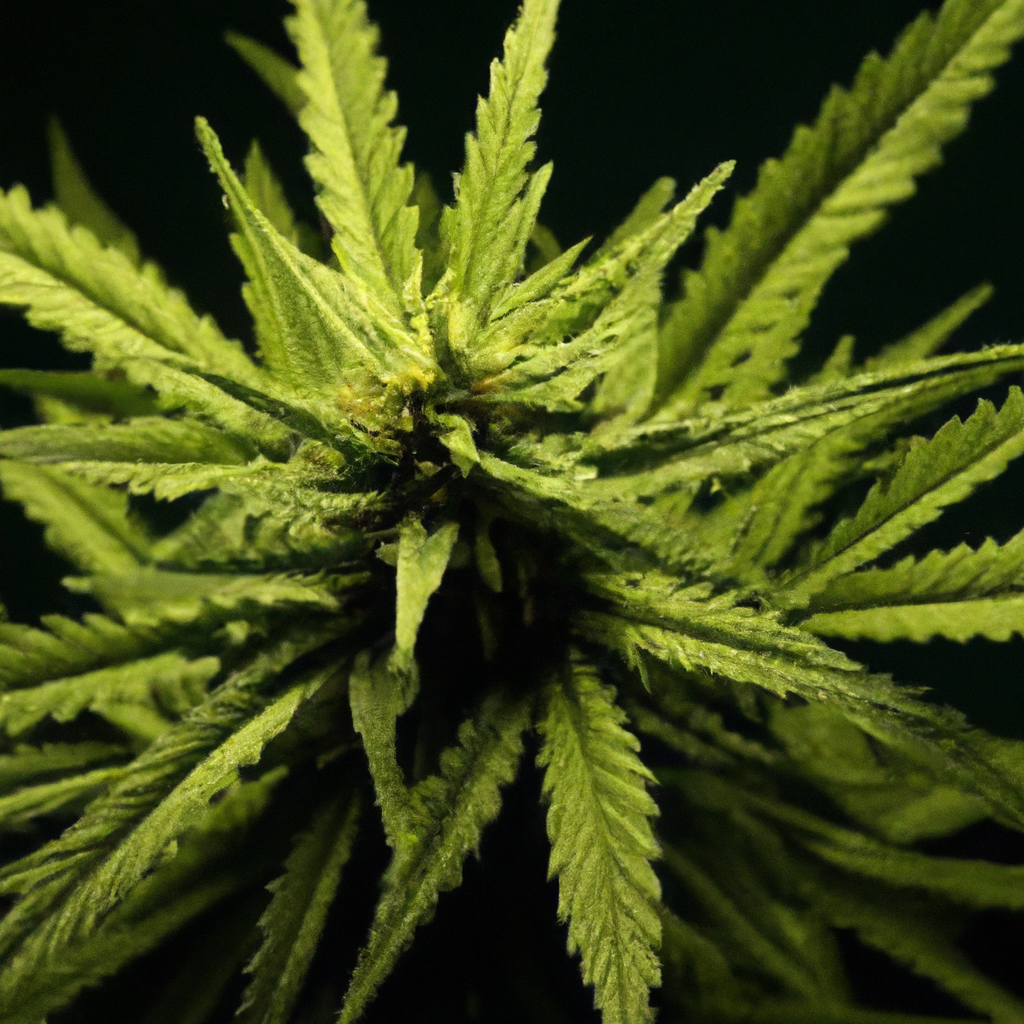 Cannabis and Neuroplasticity: Unveiling the Connection