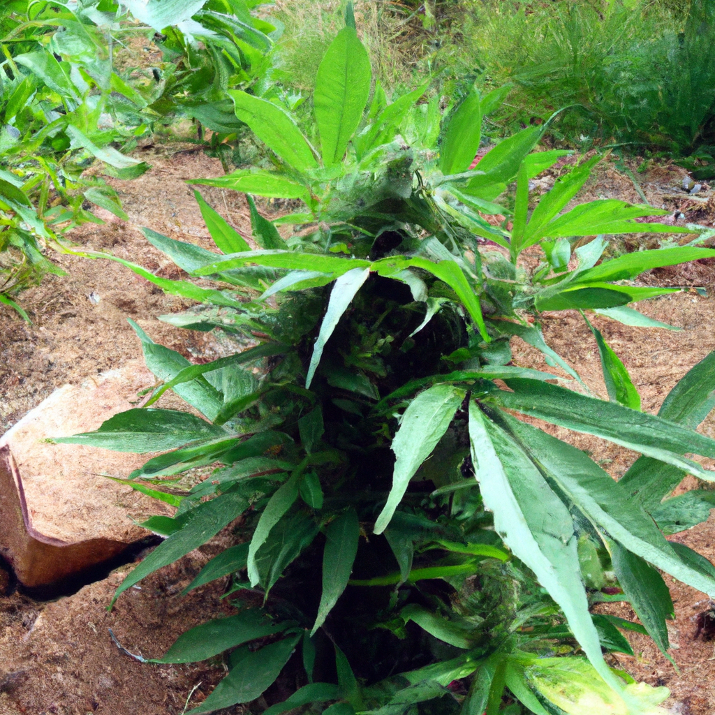 Pure Growth: Organic Cannabis Insights